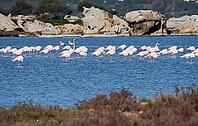 A picture of pink flamingos in the water, San Teodoro, Sardinia, Italy [IBR125415363]