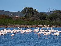 A picture of pink flamingos in the water, San Teodoro, Sardinia, Italy [IBR125415368]