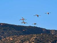 A picture of pink flamingos in the water, San Teodoro, Sardinia, Italy [IBR125415369]
