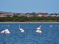A picture of pink flamingos in the water, San Teodoro, Sardinia, Italy [IBR125415376]