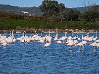 A picture of pink flamingos in the water, San Teodoro, Sardinia, Italy [IBR125415384]