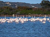 A picture of pink flamingos in the water, San Teodoro, Sardinia, Italy [IBR125415386]