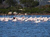 A picture of pink flamingos in the water, San Teodoro, Sardinia, Italy [IBR125415387]