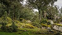 A photo in a fairy woodland in Sardinia, Italy [IBR125415391]