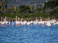 A picture of pink flamingos in the water, San Teodoro, Sardinia, Italy [IBR125415394]
