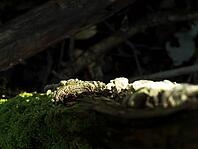 A photo of a mushroom in the woodland [IBR125415405]