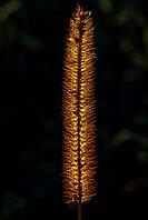 A photo of a plant back lit at dawn [IBR125415410]