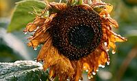 Sunflower head droops, petals dry and brown. Water droplets cling to edges. Dark center seeds show maturity. Green leaves blurred in background. AI generated [IBR125421186]