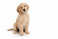 A sitting beige golden retriever puppy on a white background, cute puppy, puppy, AI generated [IBR125421212]