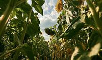 View from below of a sunflower field with tall green leaves and a bright blue sky. AI generated [IBR125421213]