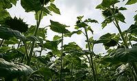 Upward view of sunflowers against a bright sky, highlighting green leaves and stems in sunlight. AI generated [IBR125421215]