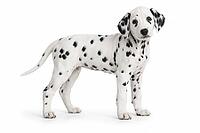A black and white Dalmatian puppy with spots stands on a white background, cute puppy, puppy, AI generated [IBR125421220]