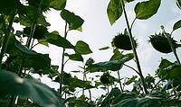 View from below of sunflowers with lush leaves and bright sky overhead. AI generated [IBR125421234]