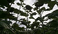 Silhouettes of sunflowers against an overcast sky, creating a serene and natural atmosphere. AI generated [IBR125421243]