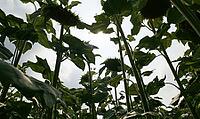Upward view of tall sunflowers with green leaves against a bright sky. AI generated [IBR125421255]