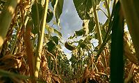 A beneath view of sunflowers in a field against a blue sky with a sunny atmosphere. AI generated [IBR125421259]