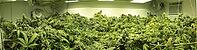 Indoor cannabis cultivation with lush, dense greenery under strong fluorescent lighting, Marijuana being grown indoors legally in Northern California [IBR125421676]