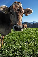 Dairy cow in the pasture looking at the back camera Allgäu Mountains, Fischen, Allgäu, Bavaria, Germany [IBR125421679]