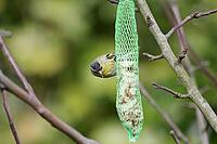 Siskins (Spinus spinus), male, birdseed [IBR125421680]