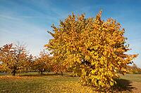 Autumnal cherry trees (Prunus avium), blue sky, Middle Franconia, Bavaria, Germany [IBR125423473]