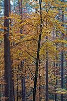 Herbstwald, Middle Franconia, Bavaria, Germany [IBR125423476]
