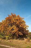 Autumnal oak (Quercus), Middle Franconia, Bavaria, Germany [IBR125423478]