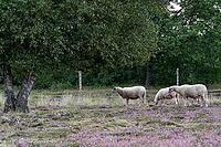 Bentheim sheep (Ovis gmelini aries), Emsland, Lower Saxony, Germany [IBR125423481]