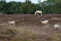 Bentheim sheep (Ovis gmelini aries), Emsland, Lower Saxony, Germany [IBR125423482]