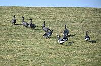 Ringed geese at Speicherkoog Dithmarschen, Schleswig-Holstein, Germany [IBR125423494]