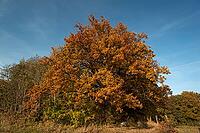 Autumnal oak (Quercus), Middle Franconia, Bavaria, Germany [IBR125423500]