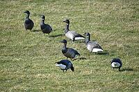 Ringed geese at Speicherkoog Dithmarschen, Schleswig-Holstein, Germany [IBR125423501]