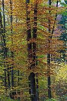 Herbslicher beech forest (Fagus), Nuschelberg, Middle Franconia, Bavaria, Germany [IBR125423505]