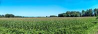 A wide, scenic view captures a vast agricultural field filled with tall green corn stalks stretching towards a distant line of trees and mountains, Dyke Rd, Surrey, BC V4N 4R 1, Canada [IBR125424486]