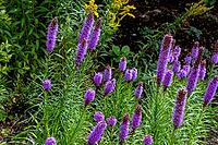 A cluster of tall, spiky purple blazing star flowers stands out against a backdrop of green foliage and dark soil, Centennial Way, Burnaby, BC, Canada [IBR125424490]