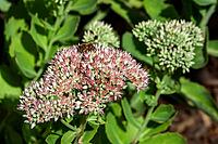 Stonecrop (Sedum), flower, in bloom, Baden-Württemberg, Germany [IBR125424491]