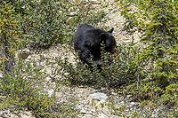 A wild black bear is seen eating red berries from a low-lying bush surrounded by dense foliage and rocky terrain, Improvement district No. 9, Banff, Alberta, Canada [IBR125424492]