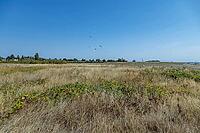 A vast expanse of golden dry grass stretches towards a distant treeline under a bright, cloudless sky with several kites soaring high above, Garry Point park, Richmond, BC, Canada [IBR125424493]