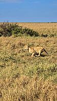 Lioness sprinting across the savannah during a thrilling safari in Kenya, capturing the essence of wildlife in Africa's stunning landscapes [IBR125424495]