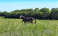 Beautiful panorama of grazing horses on a green meadow during springtime [IBR125424506]