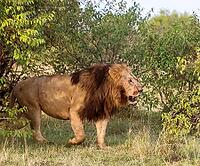 Majestic male lion with a rich brown mane walking gracefully near lush green bushes in the stunning landscapes of Kenya [IBR125424507]