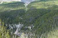 A vast expanse of coniferous trees blankets rugged terrain, revealing a thin waterfall tumbling down rocky cliffs, Jasper, Canada [IBR125424508]