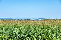 A wide expanse of lush green corn stalks stretches towards a hazy horizon, under a bright, cloudless sky, Dyke Rd, Surrey, BC V4N 4R 1, Canada [IBR125424510]