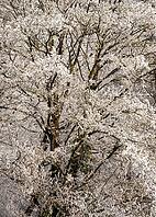 Winter forest, trees with hoarfrost, detailed view. Rhein-Neckar District, Baden-Württemberg, Germany [IBR125424513]