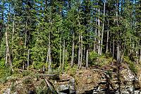 Sunlight filters through the canopy of a lush coniferous forest, illuminating a rugged rocky outcrop below, kettle Valley trail, BC Canada [IBR125424518]