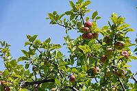 Clusters of red and green apples ripen on a leafy branch under a bright, cloudless sky, suggesting a bountiful harvest season, Garry Point park, Richmond, BC, Canada [IBR125424520]