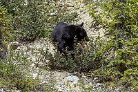 A wild black bear is seen eating red berries from a low-lying bush in its natural habitat, Improvement district No. 9, Banff, Alberta, Canada [IBR125424528]