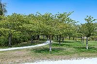 A bright blue sky arches over a serene park landscape featuring a curved walking path surrounded by lush trees and green grass, Garry Point park, Richmond, BC, Canada [IBR125424530]