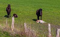 Beautiful panorama of grazing horses on a green meadow during springtime [IBR125424532]