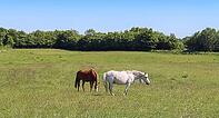 Beautiful panorama of grazing horses on a green meadow during springtime [IBR125424546]