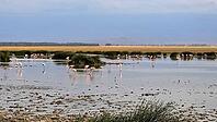 Pink flamingos feeding in a shallow lake in Kenya, with dry grass and trees in the background [IBR125424549]